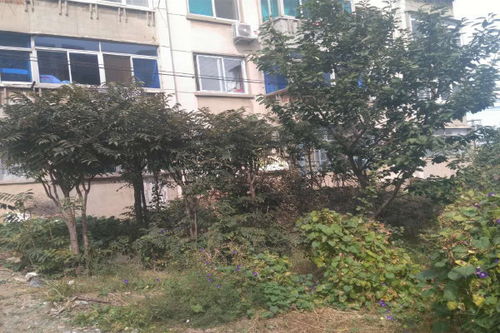 大连523厂小区深度评测 优点与不足，经纪人真实评价揭秘